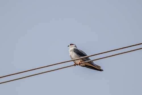 Black-winged Kite