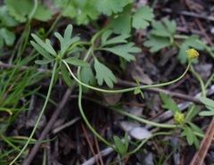 Ranunculus franchetii