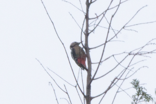 Great Spotted Woodpecker