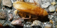 Shelfordella lateralis