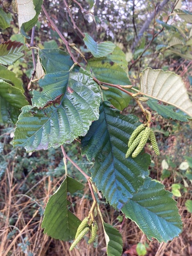 Alnus rubra observed 2026-10-20