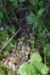 Ranunculus franchetii