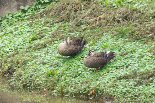 Eastern Spot-billed Duck