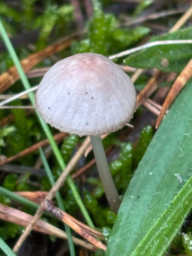 Pinkedge Bonnet