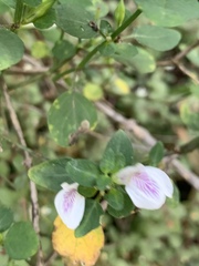 Justicia protracta protracta