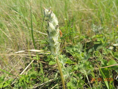 Pedicularis dasystachys
