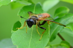 Trichiosoma triangulum