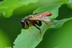 Trichiosoma triangulum