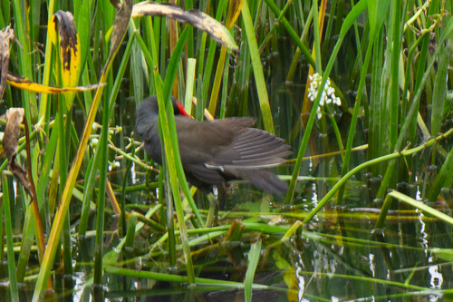 Eurasian Moorhen