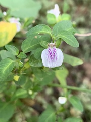 Justicia protracta protracta