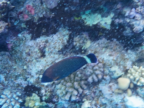 Pseudodax moluccanus observed 2026-10-13