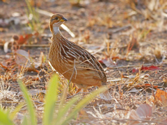 Campocolinus albogularis