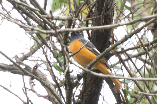 Daurian Redstart