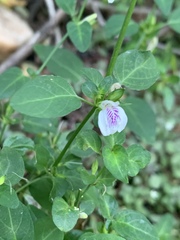 Justicia protracta protracta