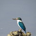 Arabian Collared Kingfisher - Photo (c) John Pereira, some rights reserved (CC BY-NC), uploaded by John Pereira