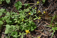 Ranunculus franchetii