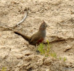 Rhinocrypta lanceolata