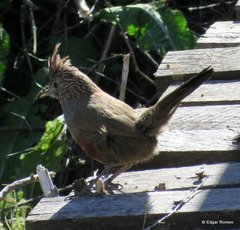 Rhinocrypta lanceolata