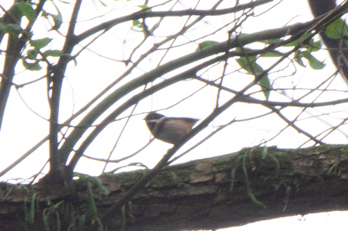Black-throated Tit