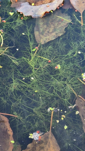 Chara vulgaris, 2026-10-17