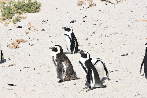 iNaturalist image