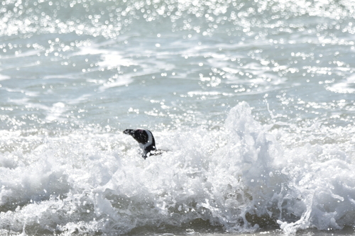 iNaturalist image