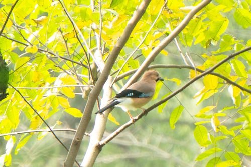Eurasian Jay