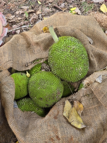 Artocarpus altilis observed 2026-10-15