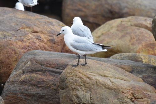 iNaturalist image