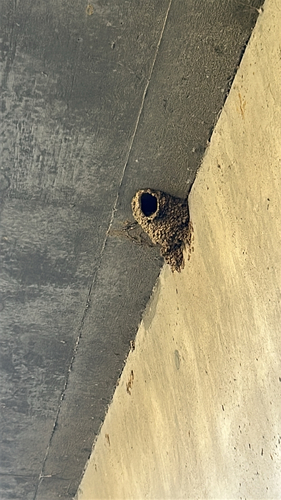 Petrochelidon pyrrhonota, 2026-10-20
