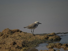 Charadrius alexandrinus