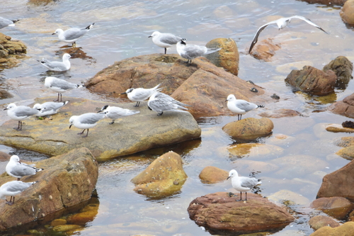 iNaturalist image