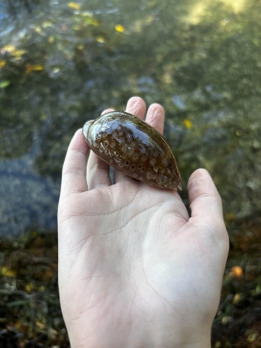 Macrocypraea zebra observed 2026-10-19