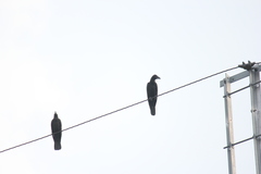Corvus macrorhynchos