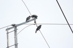 Corvus macrorhynchos