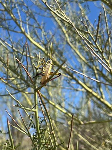 White-lined Bird Grasshopper