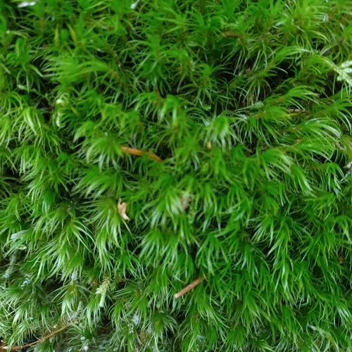 Dicranum scoparium observed 2026-10-20