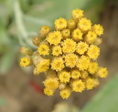Helichrysum splendidum