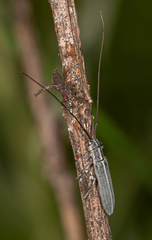 Calamobius filum