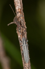 Calamobius filum