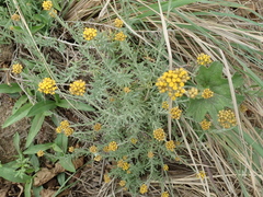 Helichrysum splendidum