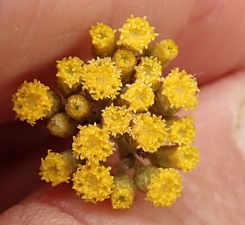 Image of Helichrysum splendidum by no rights reserved