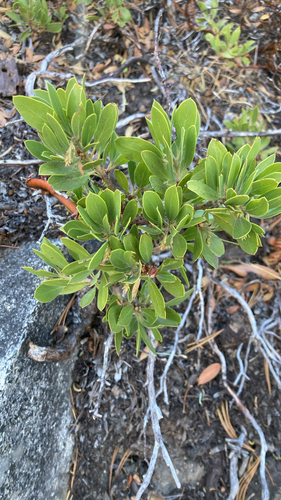 Arctostaphylos nevadensis observed 2026-10-17