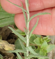 Helichrysum splendidum