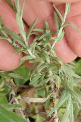 Helichrysum splendidum