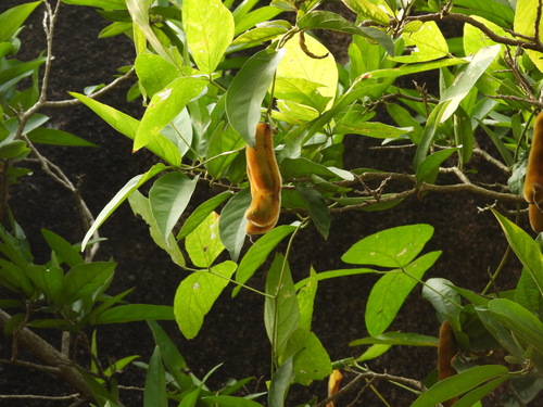 Mucuna pruriens observed 2026-10-20