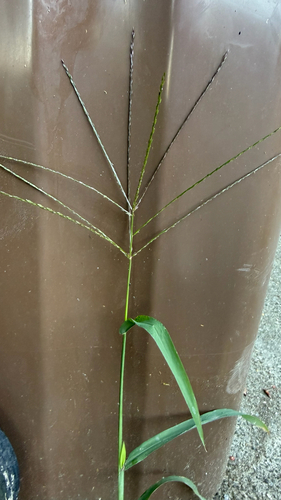 Paspalum filiforme, 2026-10-20