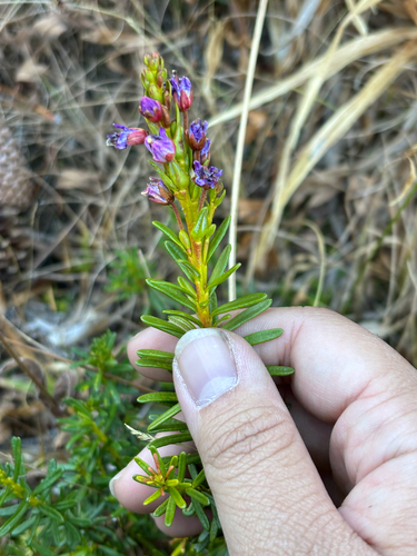 Phyllodoce observed 2026-10-19