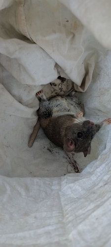 rata magueyera
