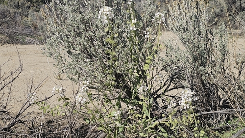 Touristplant